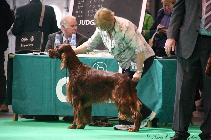 Crufts2011 528.jpg